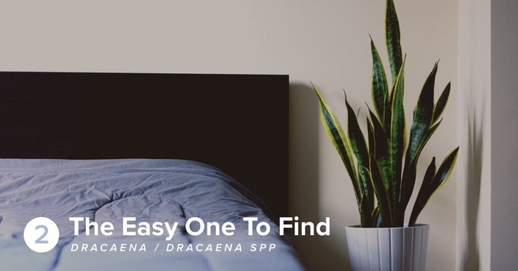 Dracaena