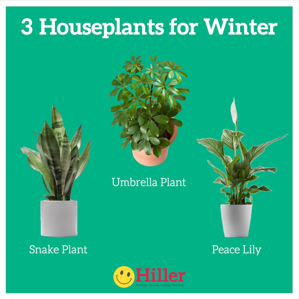 3 NASA-approved houseplants for winter - Snake Plant, Umbrella Plant, Peace Lily