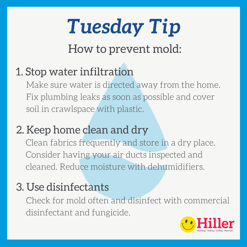 Mold Mitigation Myths: Does UV Light Kill Mold? – Tool Klean