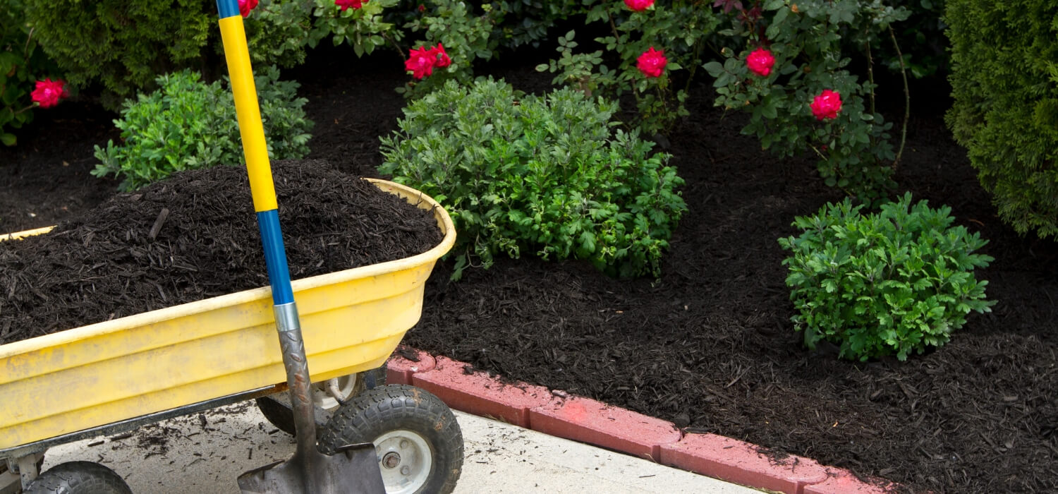 mulch in garden