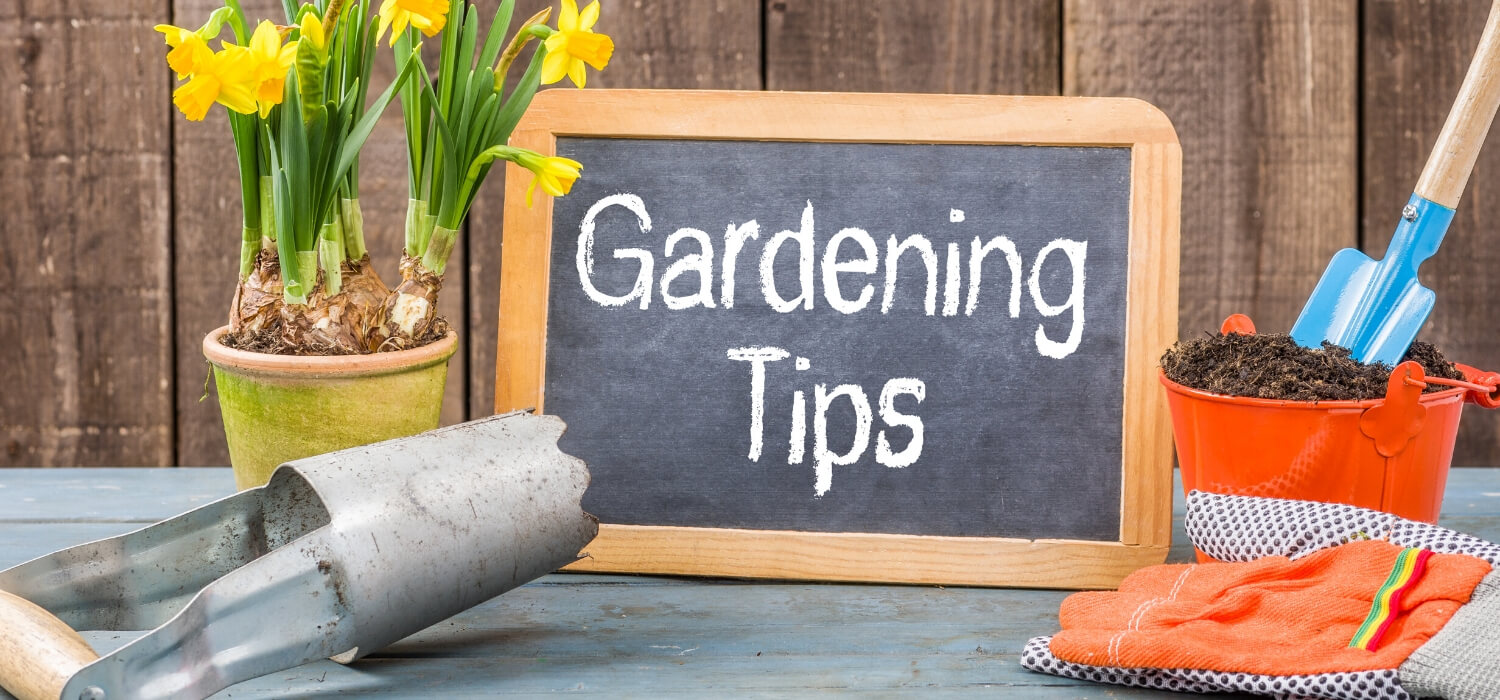 home gardening tips