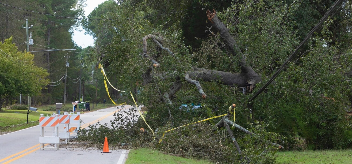 fallen tree on power lines