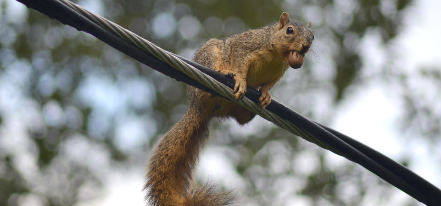 Squirrel on Main Cable Line Causing Flickering Lights