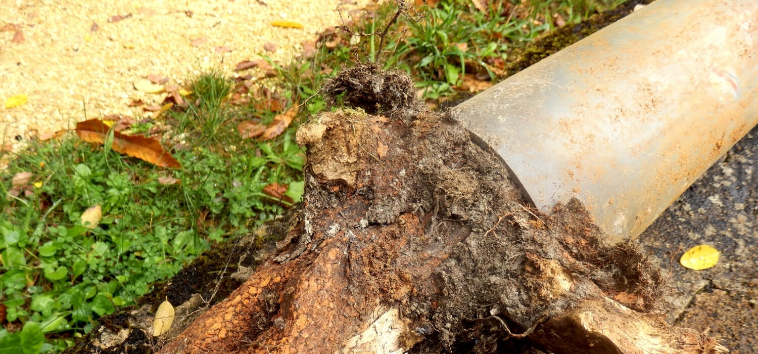 Tree Growing Through a Pipe